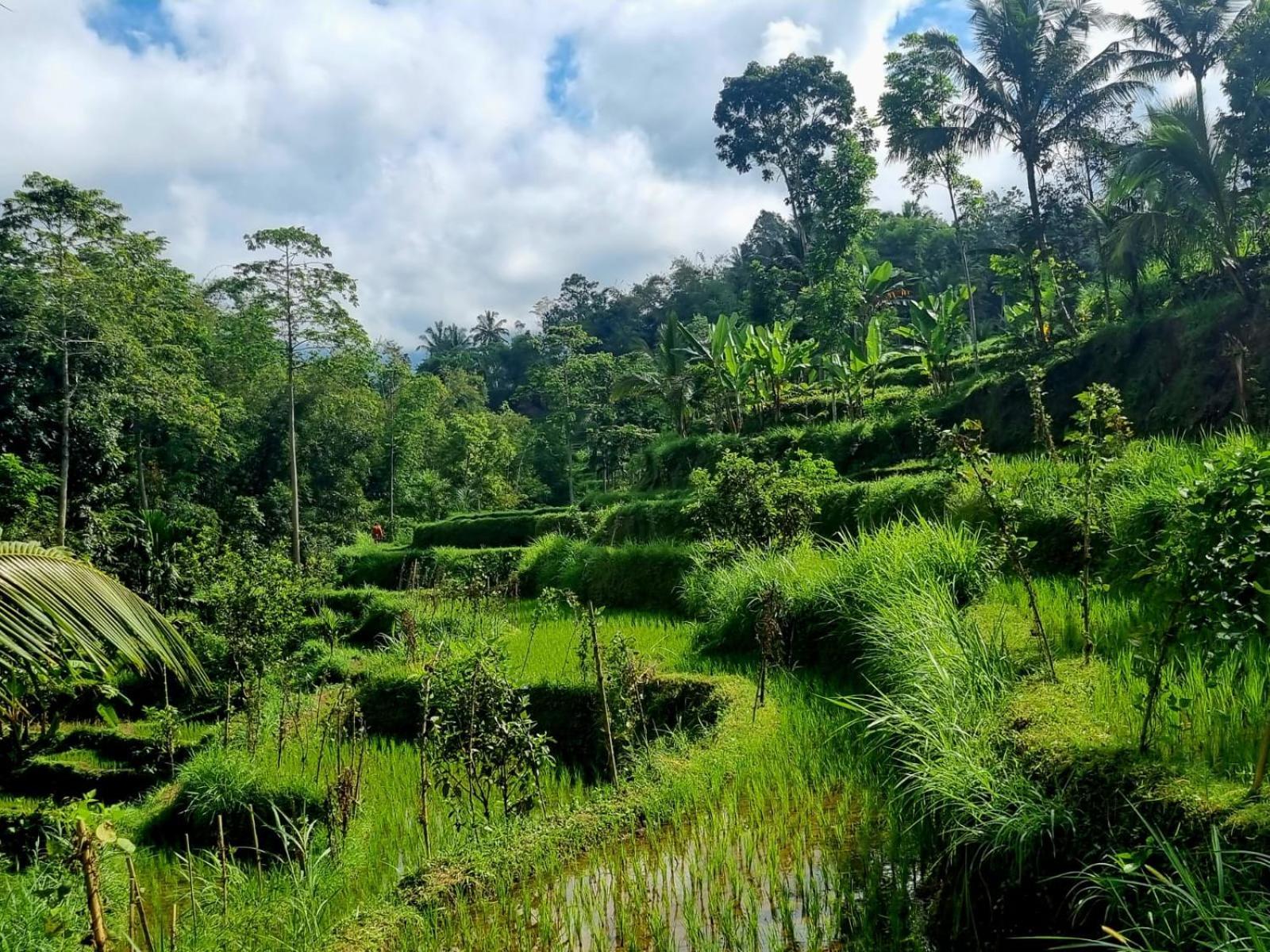 Girang Rinjani Bungalows Tetebatu Quarto foto